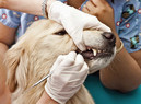 ветеринарный стоматолог